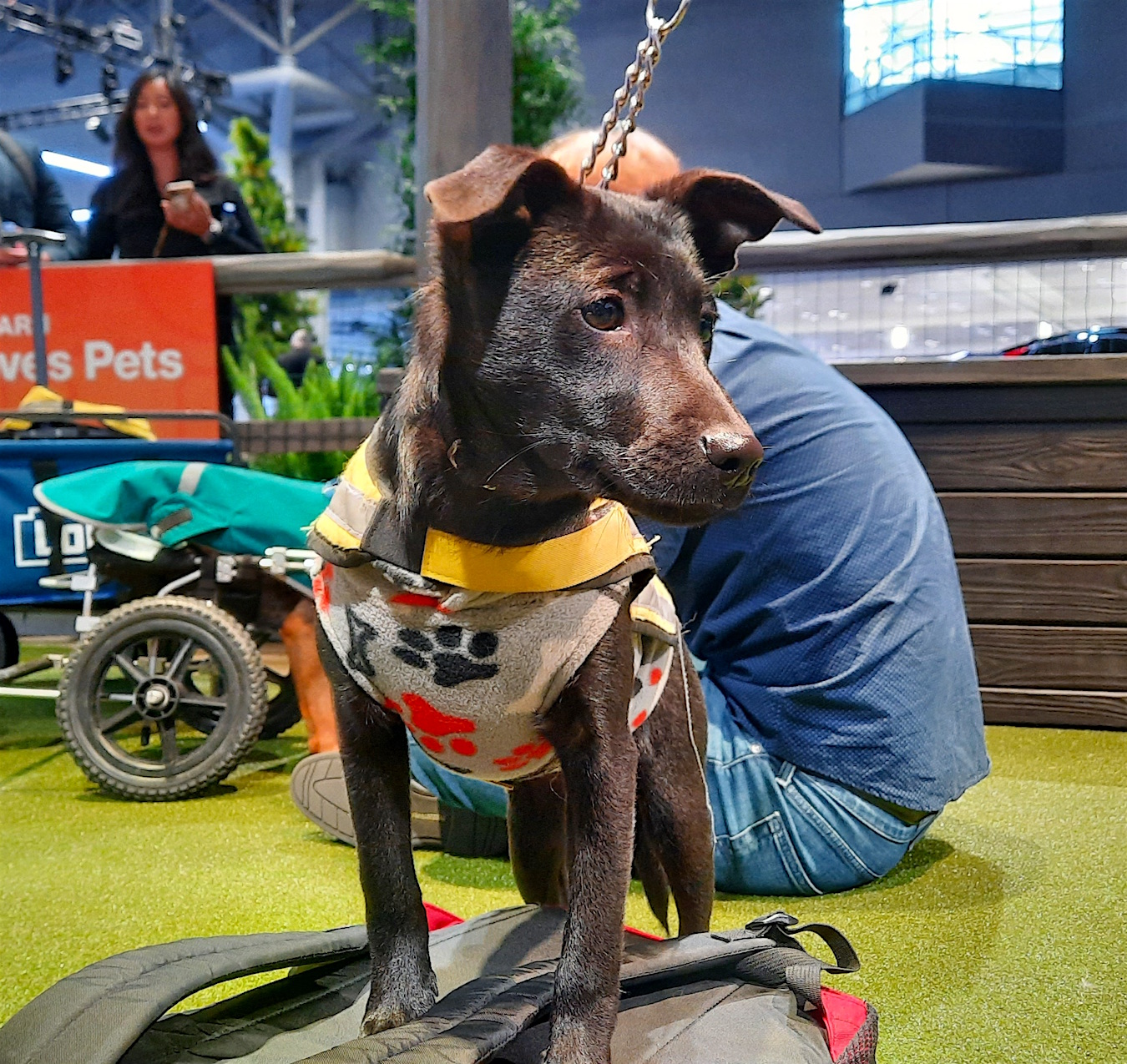 I Went For The Cars; Thanks To Subaru I Left With A Pup!